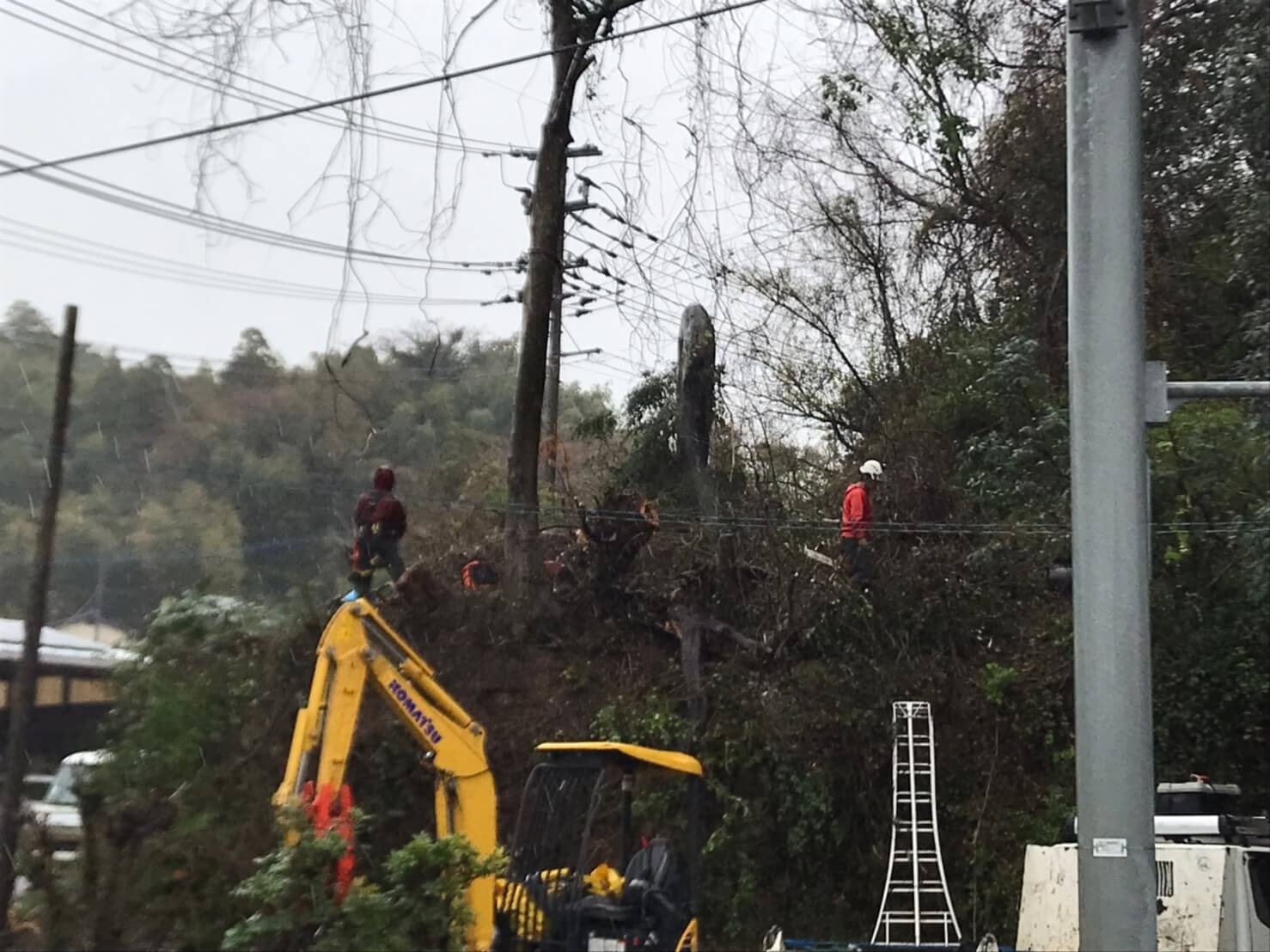 残る最後の一本も道路側へ傾いているためウィンチにより道路とは反対側へ引き倒して伐採完了